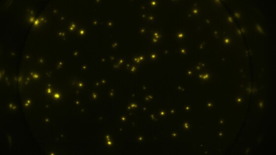 ELSP 5904 Pokeweed mitogen