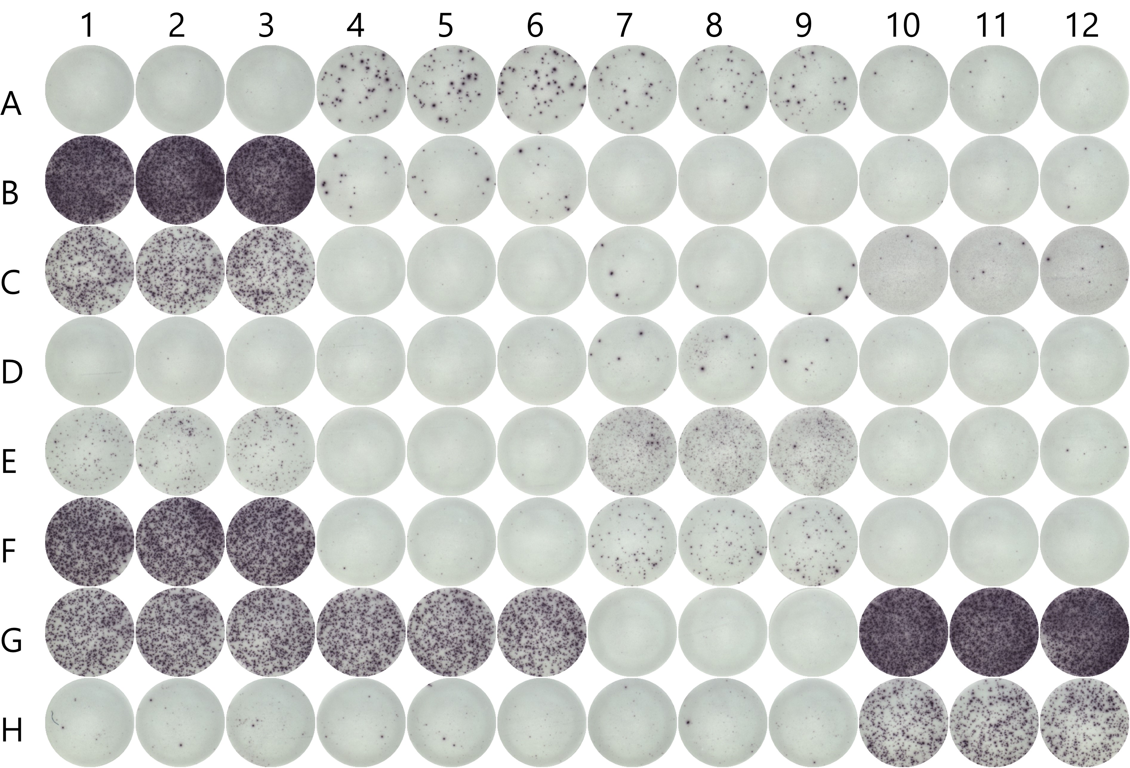 EliSpot Assays