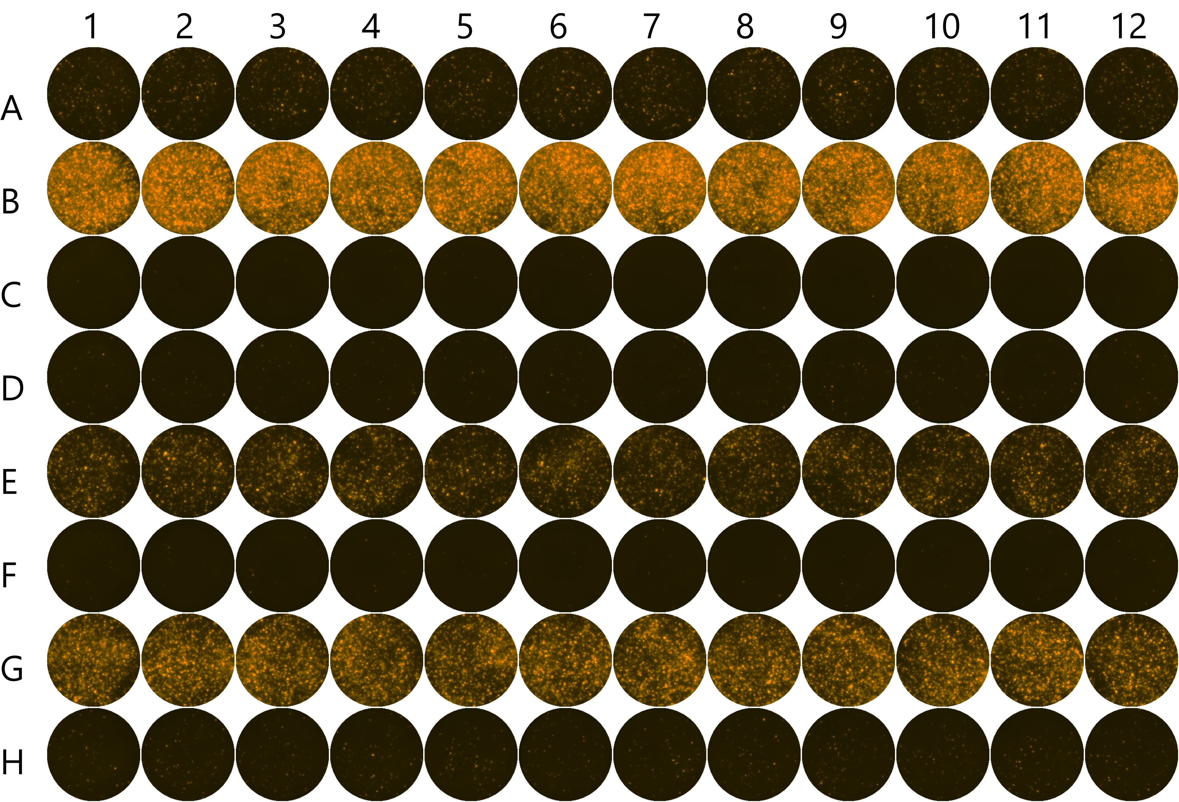 FluoroSpot Assays